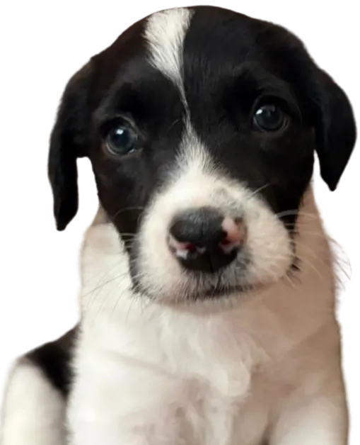Kenai, Mestizo · 2 meses · Tamaño futuro grande