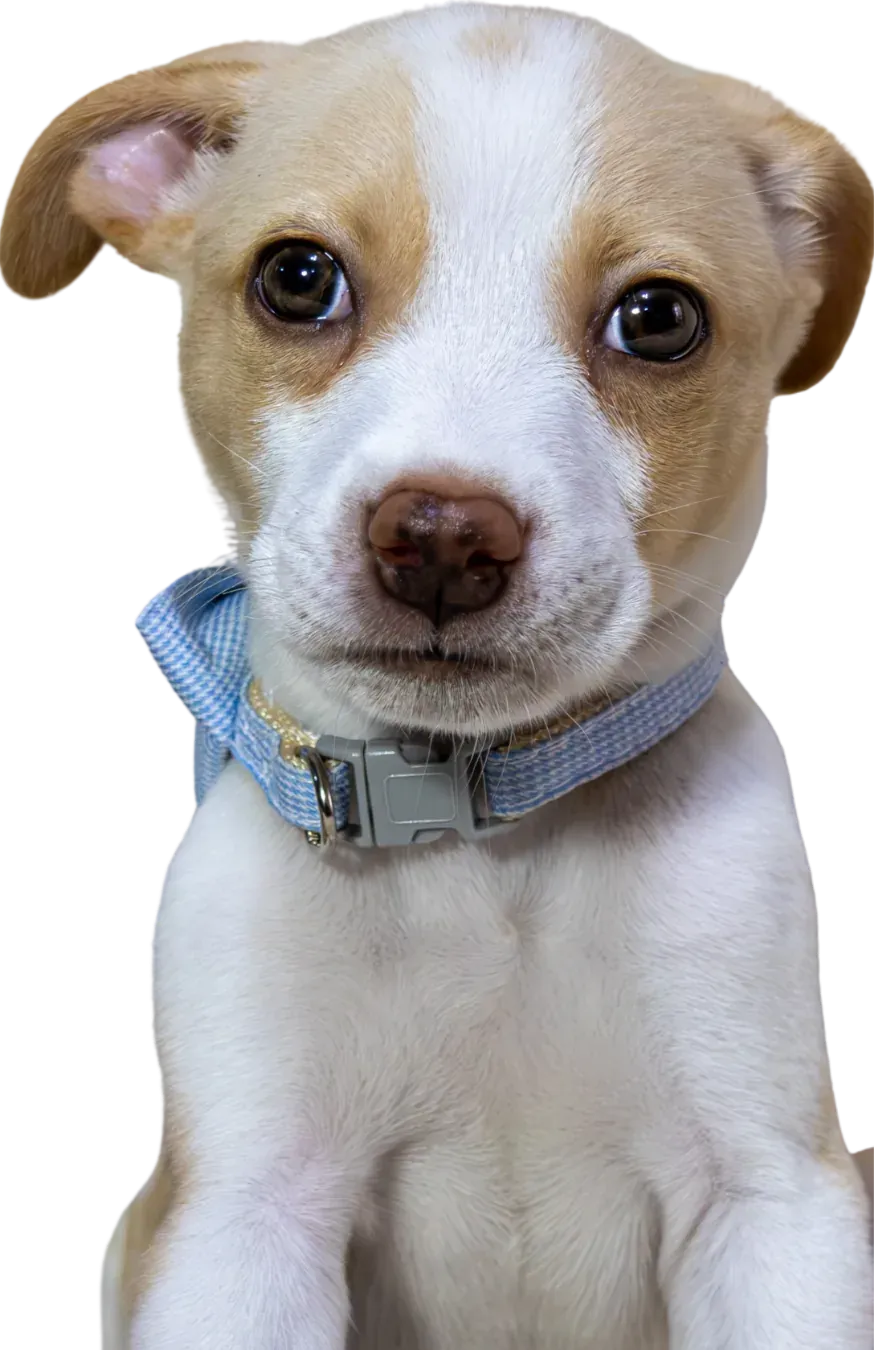 Kiwi, Mestizo · 2 meses · Tamaño futuro mediano