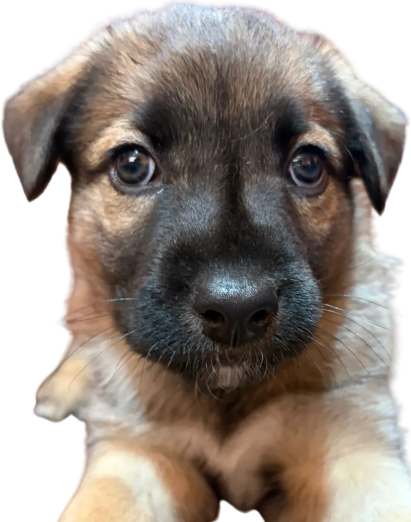 Koda, Mestizo · 2 meses · Tamaño futuro grande